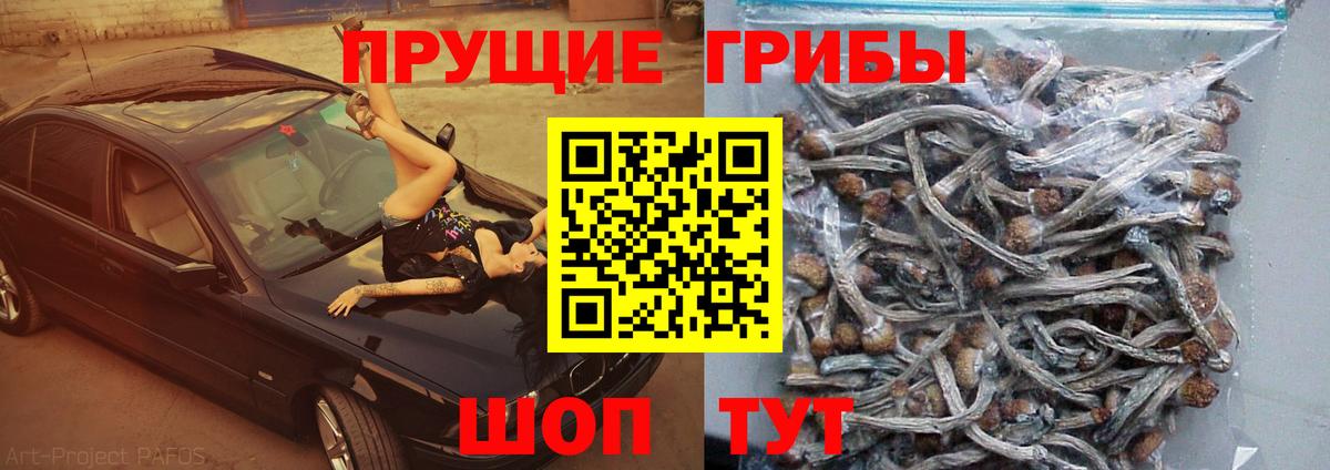 Кингисепп  Галлюциногенные грибы Cubensis  Вход с VPN 